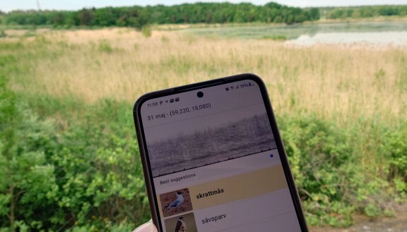 Tips: Känn igen fåglar – både till lätet och utseendet