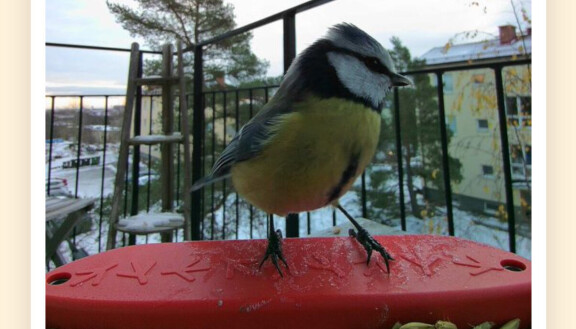 Test: Bird Buddy – Mata fåglarna och fånga dem på bild