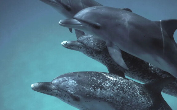 Google utvecklar AI för att prata med delfiner