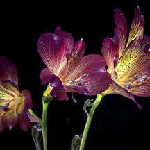 Adobe presenterar ny kamera-app