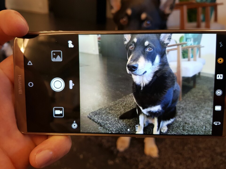 Kameraappen i Huawei Mate 10 Pro kan känna igen om motivet innehåller en hund eller en katt men det ger oklar nytta och har ingen märkbar effekt på bildresultatet.