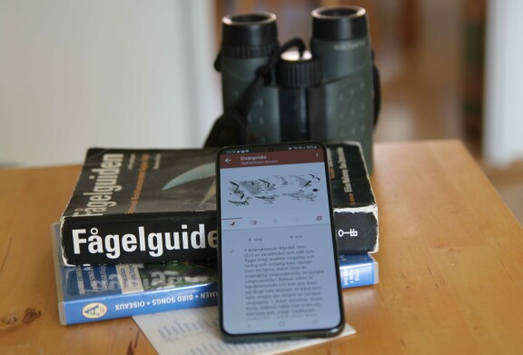 Tips: Så tar du mobilen till hjälp när du skådar fågel