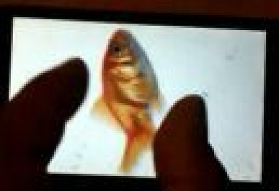 Video visar HTC Leo med multitouch